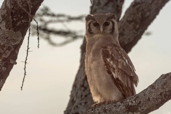 Verreaux Chouette Aigle Perché Sur Une Branche Regardant Bas — Photo