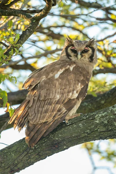 Verreaux Uhu Hockt Auf Ast Kamera — Stockfoto