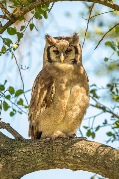 Verreaux Eagle Owl Branch Dappled Sunlight — Stock Photo, Image