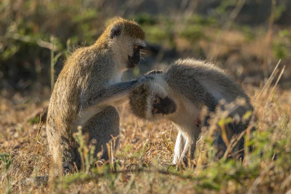 Vervet Opice Sedí Upravovat Další Trávě — Stock fotografie
