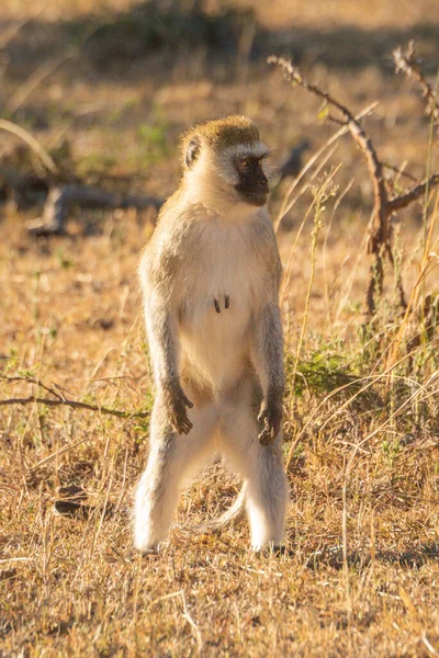 Vervet Affe Steht Auf Hinterbeinen Und Dreht Kopf — Stockfoto
