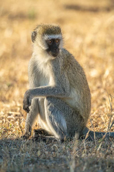Vervet Macaco Senta Grama Olhando Para Trás — Fotografia de Stock