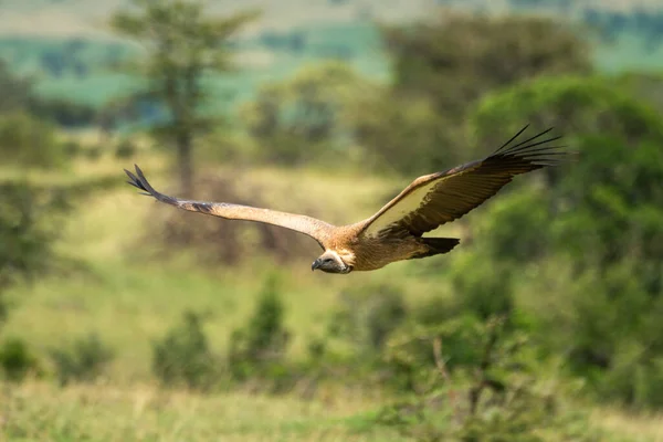 Avvoltoio Dalla Schiena Bianca Scivola Oltre Gli Alberi Sulla Savana — Foto Stock