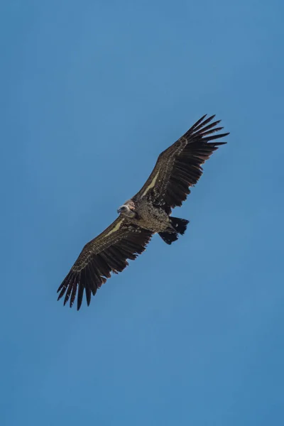 Abutre Apoiado Por Branco Voa Sob Céu Azul Perfeito — Fotografia de Stock