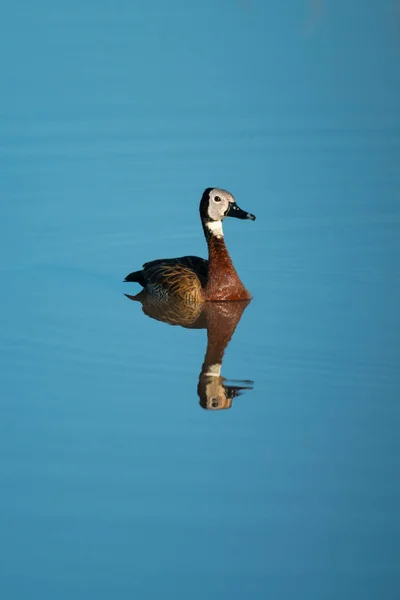 White-faced whistling duck reflected in calm pond