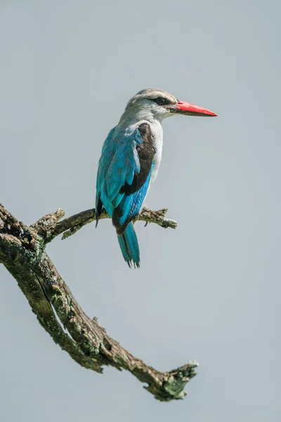 Woodland Kingfisher Martwej Gałęzi Profilu — Zdjęcie stockowe