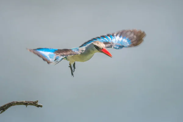 Woodland Kingfisher Odlatuje Martwej Gałęzi — Zdjęcie stockowe