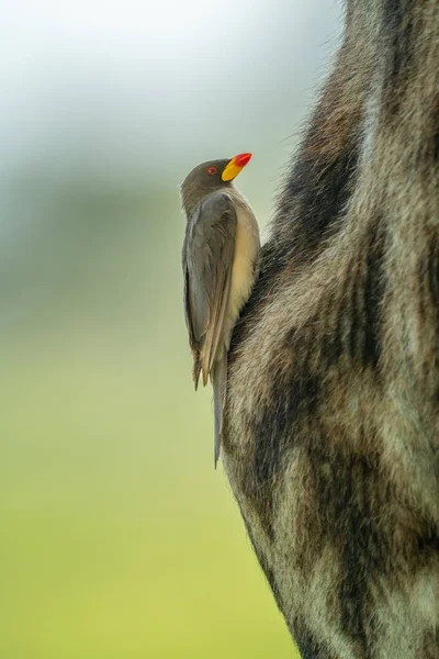 Sarı Gagalı Öküz Kuşu Masai Zürafasının Bacağında — Stok fotoğraf