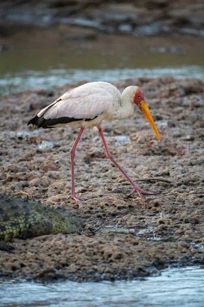 Cigüeña Pico Amarillo Camina Largo Orilla Del Río Por Cocodrilo — Foto de Stock