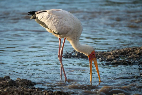 Yellow Billed Stork Stands Drinking Shallow River — Stock Photo, Image