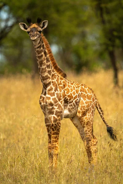 Tineri Masai Girafă Iarbă Ochi Camera — Fotografie, imagine de stoc