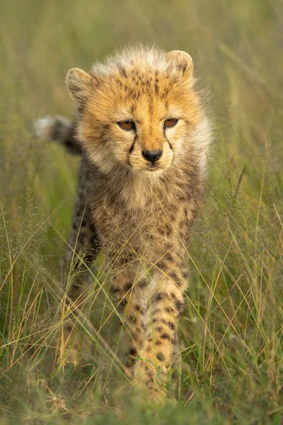 Young Cheetah Cub Stands Long Grass — Stock Photo, Image