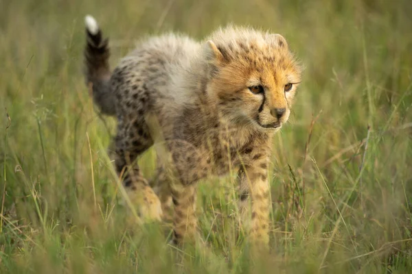 Jonge Cheeta Welp Loopt Door Lang Gras — Stockfoto