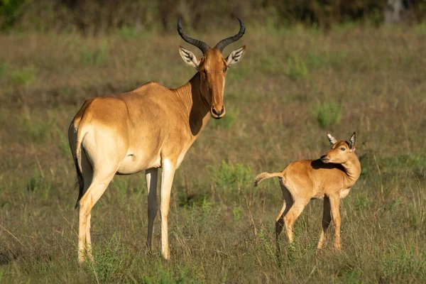 Młody Hartebeest Zamienia Się Matkę Trawie — Zdjęcie stockowe