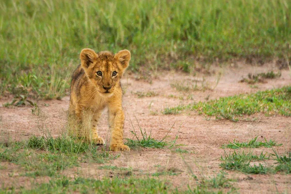 Junges Löwenjunges Läuft Über Blanke Erde — Stockfoto