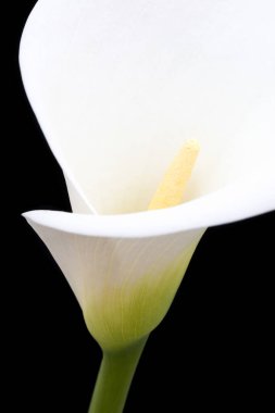 Arum zambağının önü siyah arkaplana karşı