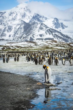 Rookery 'deki kral penguen suya yansıdı