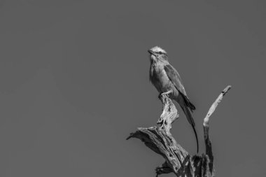 Tek göğüslü leylak silindirli, daldan yukarı bakıyor.