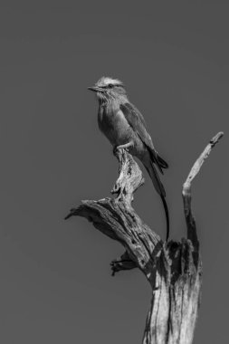 Ölü ağaç kütüğünde tek taraflı leylak göğüslü silindir.