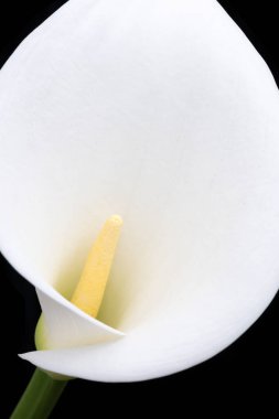 Geniş oval yapraklı beyaz zambak