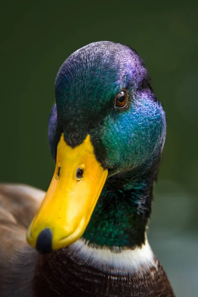 Close Male Mallard Head Beak — Stock Photo, Image