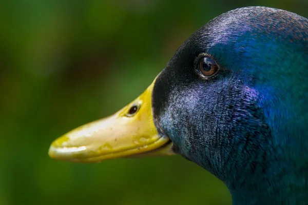 Gros Plan Tête Bec Colvert Mâle — Photo