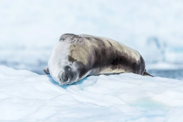 螃蟹海豹躺在浮冰上睡着了 — 图库照片