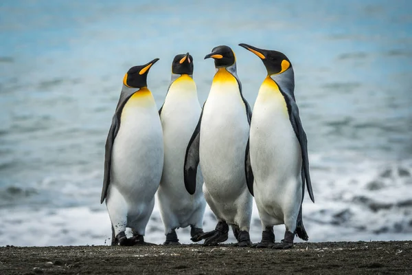 Four King Penguins Together Sandy Beach — Stock Photo, Image
