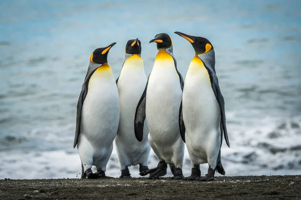 Kumlu Sahilde Dört Kral Penguen — Stok fotoğraf