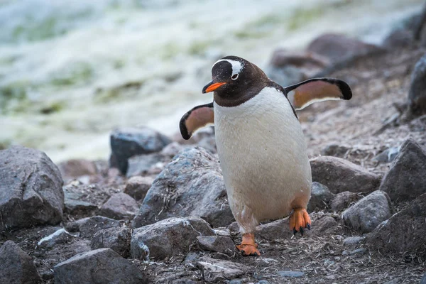 Pinguim Gentoo Correndo Através Rochas Usando Nadadeiras — Fotografia de Stock