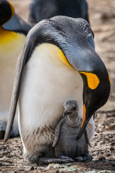 Rey Pingüino Inclinándose Preen Chick — Foto de Stock
