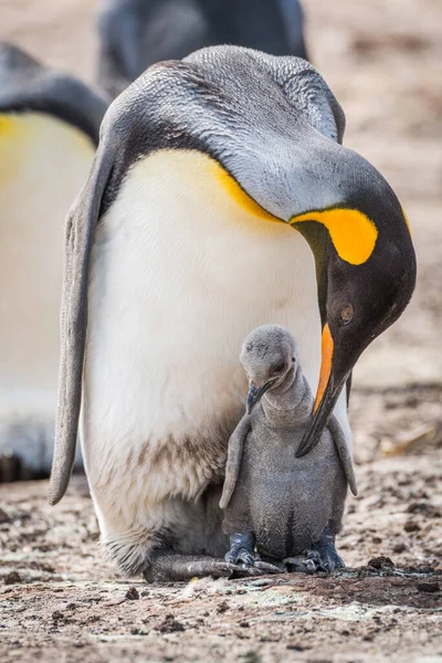 Raja Penguin Lentur Untuk Preen Ayam Abu Abu — Stok Foto