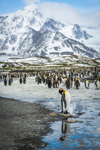 Rookery Deki Kral Penguen Suya Yansıdı — Stok fotoğraf