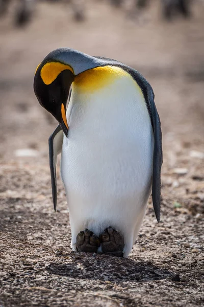 King Penguin Preening Beach Sunshine — Stock Photo, Image