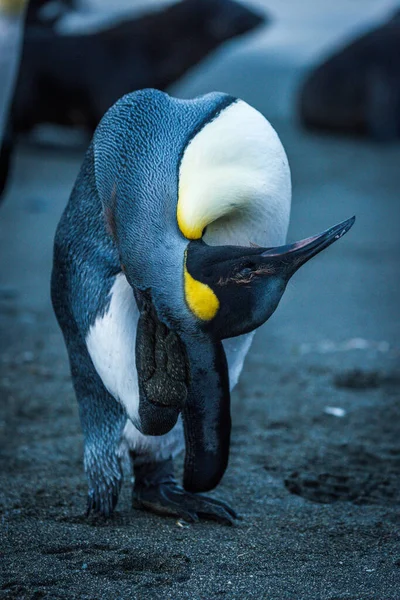 King penguin scratching behind head with foot