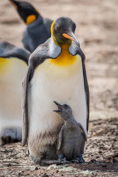 Raja Penguin Dengan Berkotek Cewek Antara Kaki — Stok Foto