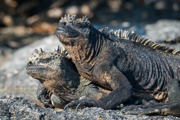 Iguana Marinha Deitado Outro Praia — Fotografia de Stock