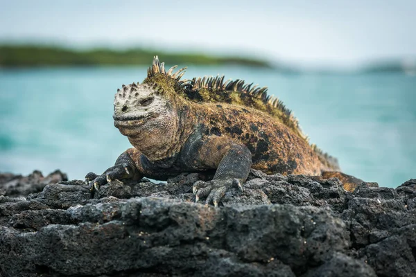 Iguana Marinha Deitada Sobre Rochas Lado Mar — Fotografia de Stock