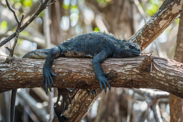 Marine Iguana Sleeping Mangrove Tree Branch — Stock Photo, Image