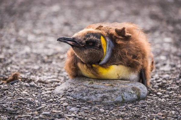 Moulting King Penguin Rock Shingle — Stock Photo, Image