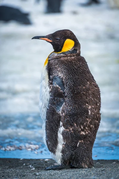 Häutender Königspinguin Mit Eisigem Pool Dahinter — Stockfoto