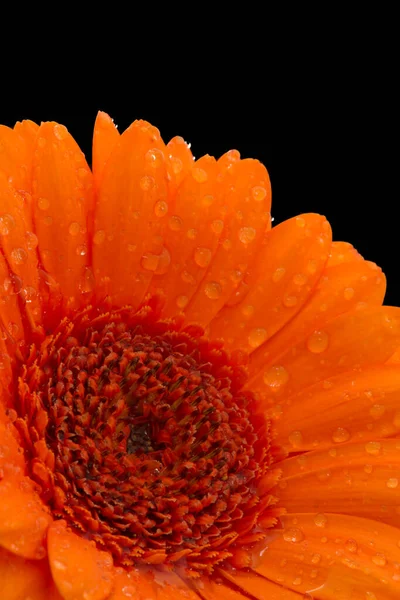 Rain Spattered Orange Gerbera Close Black Background — Stock Photo, Image