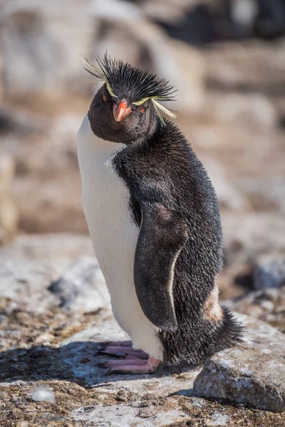 Pingüino Rockhopper Mirando Por Encima Del Hombro Bajo Sol — Foto de Stock
