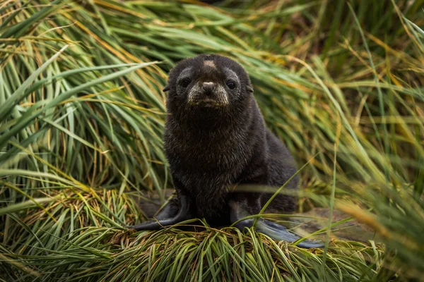 Sad Antarktis Päls Säl Valp Gräs — Stockfoto