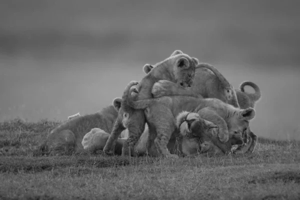 Mono Lioness Covered Cubs Savannah — Stock Photo, Image