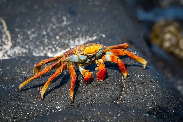 Sally Lightfoot Crab Perched Grey Rock — Stock Photo, Image