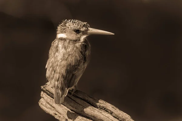 Sepia Malachite Kingfisher Branch Facing Camera — Stock Photo, Image