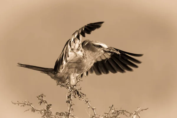 Sepia Lila Bröstad Rulle Gren Bärande Gräshoppa — Stockfoto