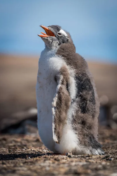 Sonniges Gentoo Pinguin Küken Mit Geöffnetem Schnabel — Stockfoto