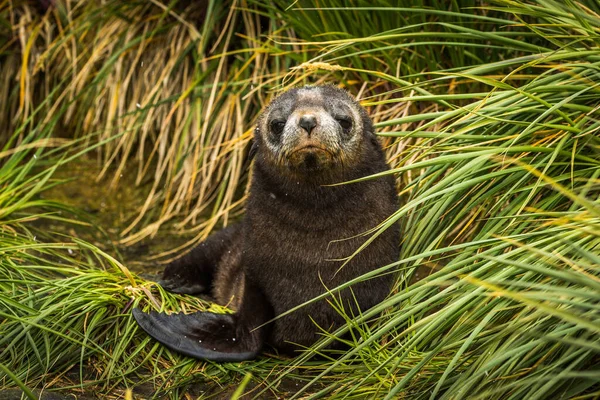草の中に甘い南極の毛皮のシールアップ — ストック写真